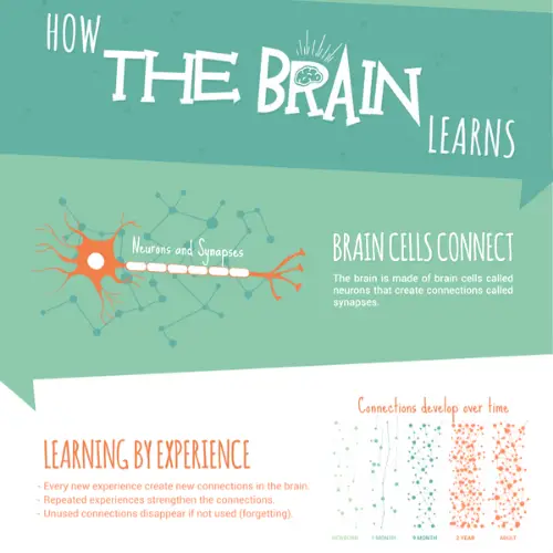 How the Brain Learns guide chart