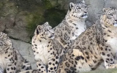 Snow Leopards by Tilly