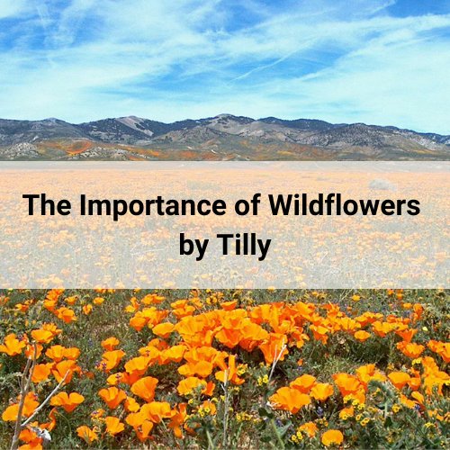 Wildflowers by Tilly Related Articles